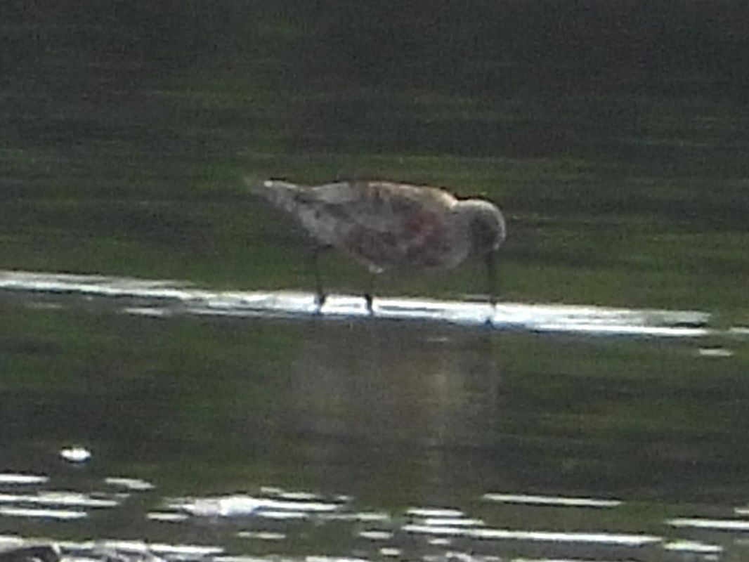 Bécasseau cocorli 