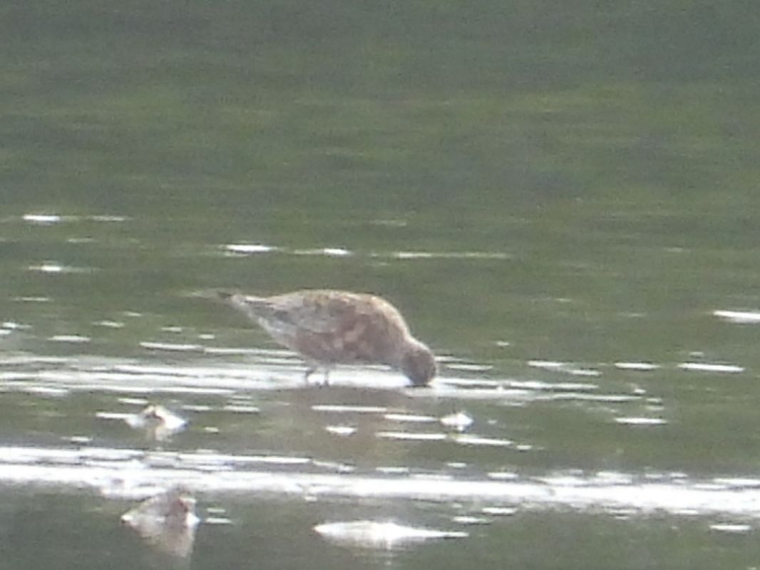 Curlew Sandpiper 
