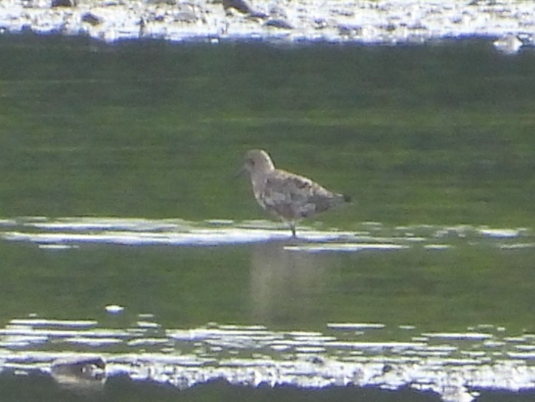 Bécasseau cocorli 
