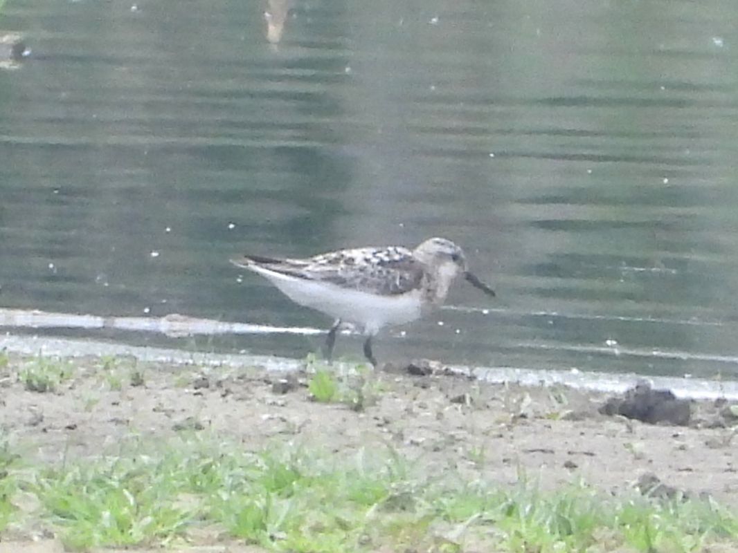 Sanderling 