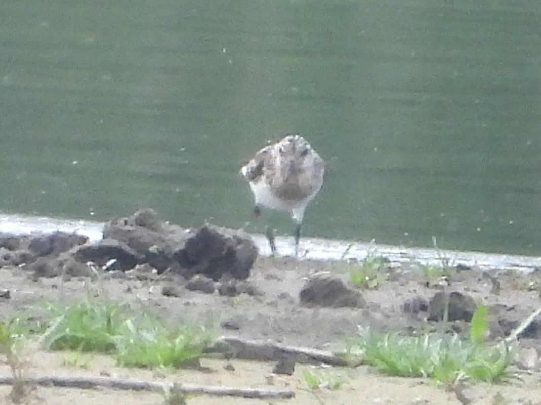 Bécasseau sanderling 