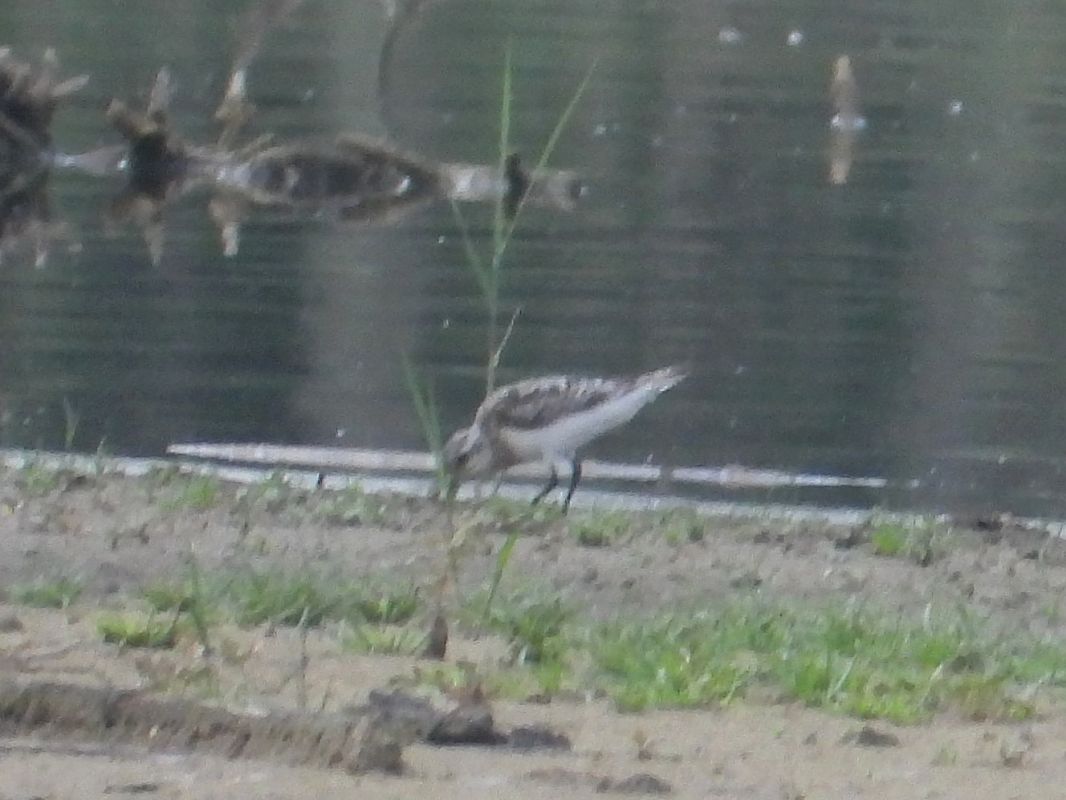 Bécasseau sanderling 