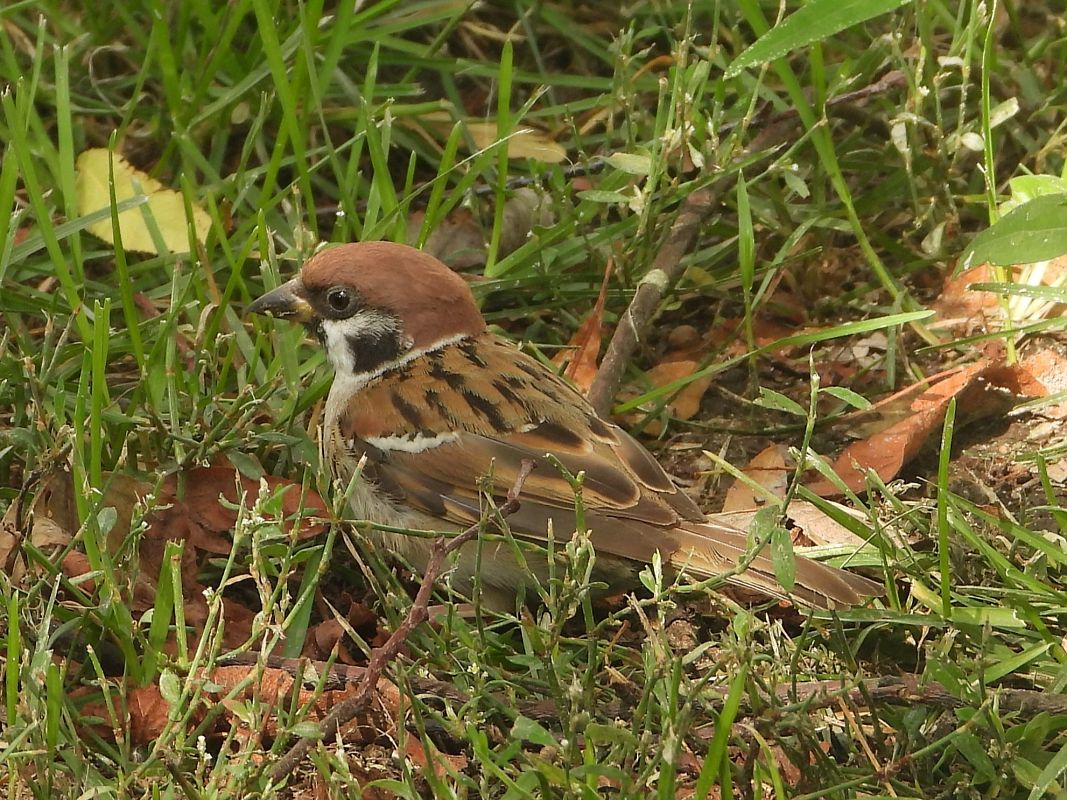 mazurek 