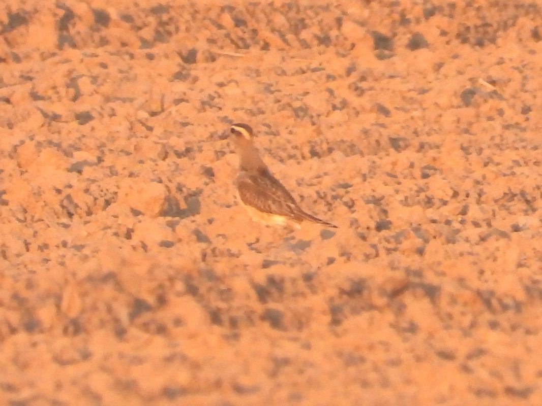 Eurasian Dotterel 