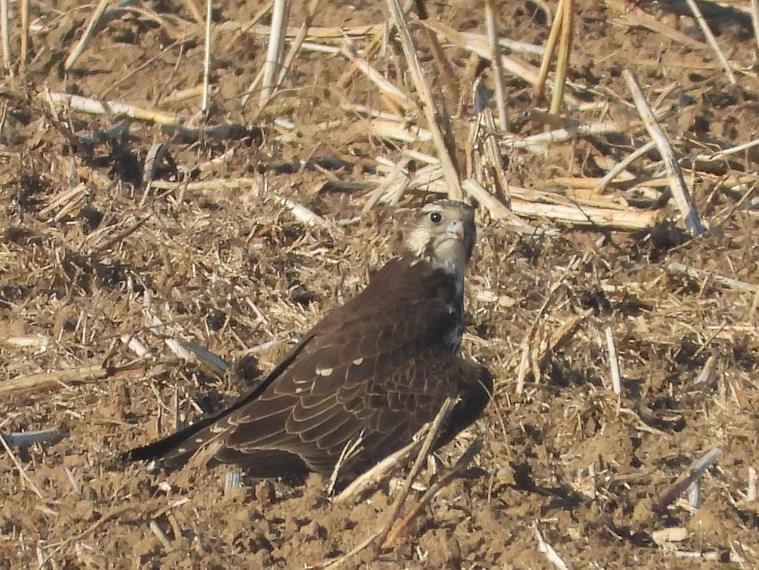 raróg 
