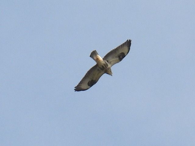 Mäusebussard  - Kacper Mikulski