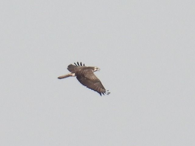 Mäusebussard  - Kacper Mikulski