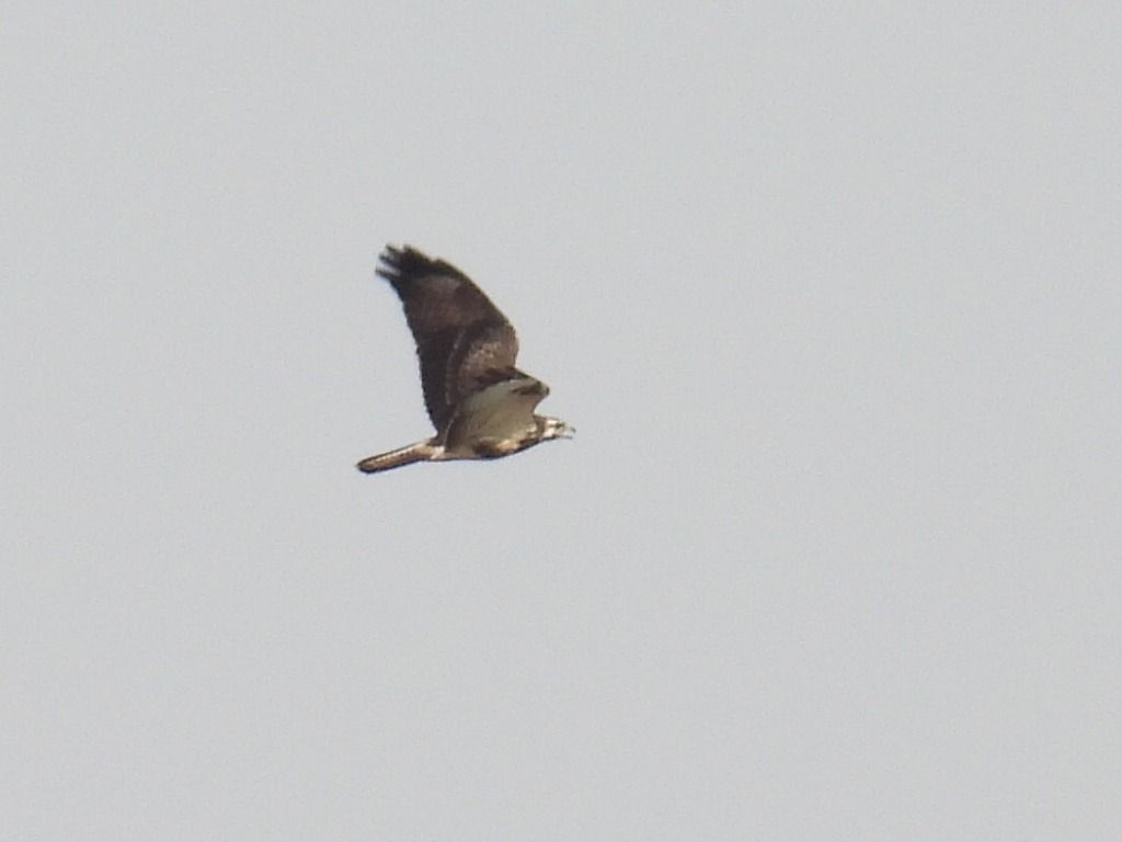 Mäusebussard  - Kacper Mikulski