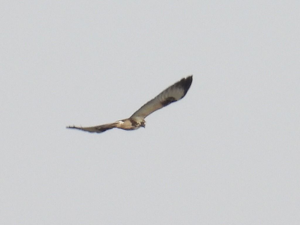 Mäusebussard  - Kacper Mikulski