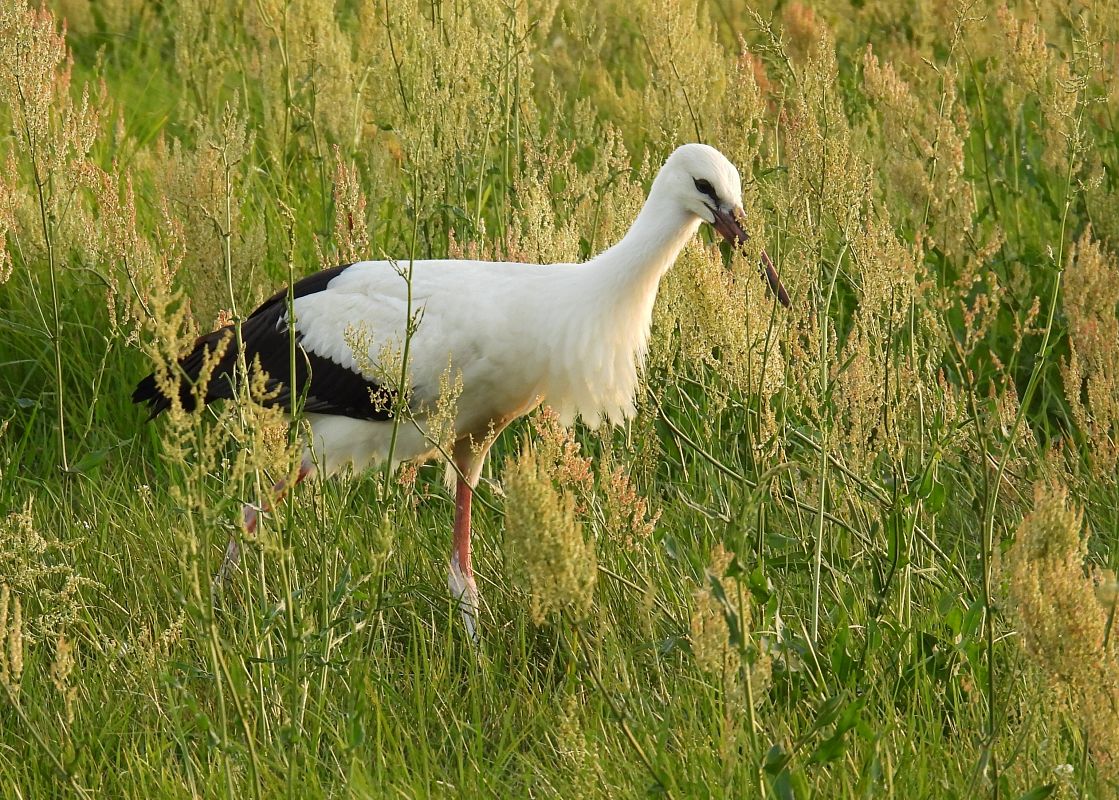 Cigogne blanche  - Kacper Mikulski