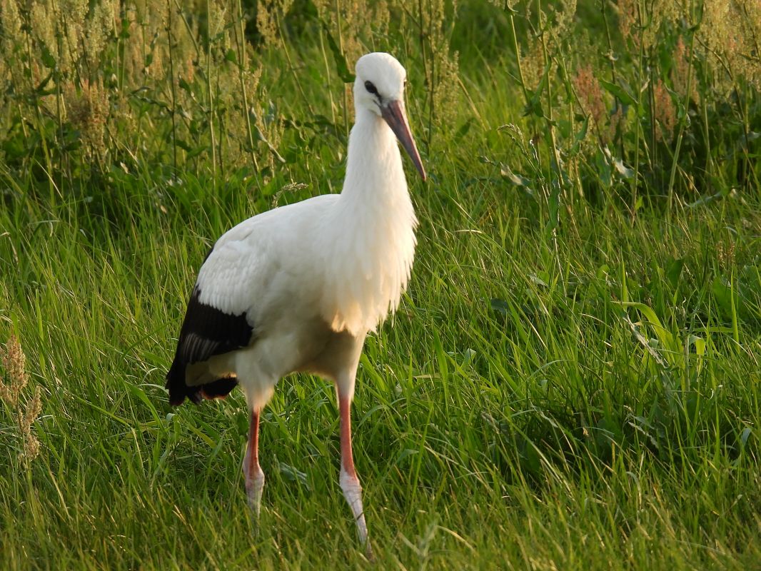 Cigogne blanche  - Kacper Mikulski