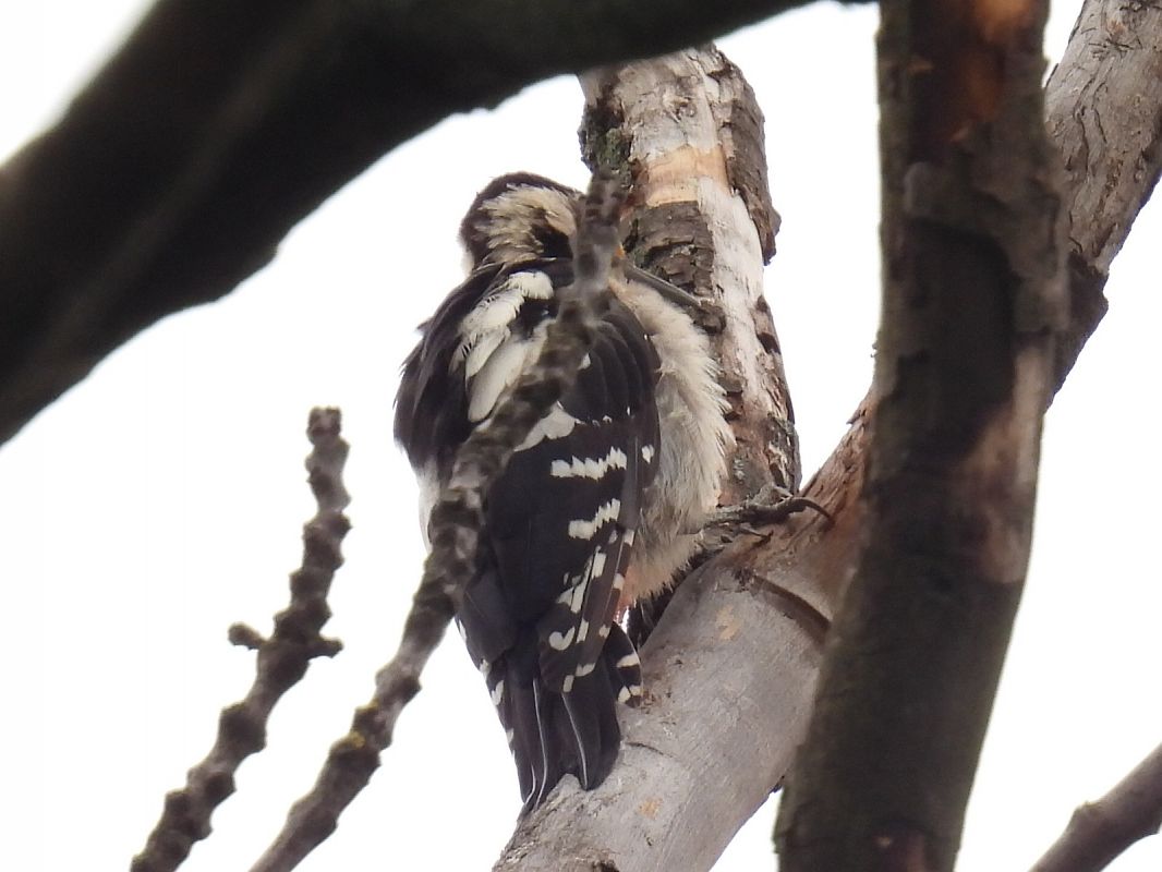 Syrian Woodpecker  - Kacper Mikulski
