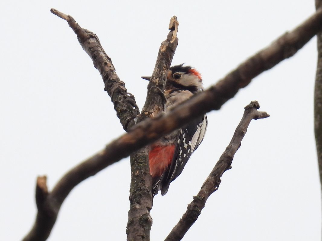 Syrian Woodpecker  - Kacper Mikulski