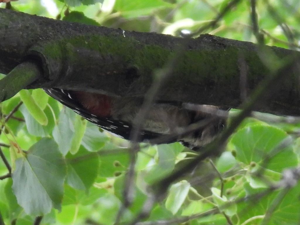 Syrian Woodpecker  - Kacper Mikulski