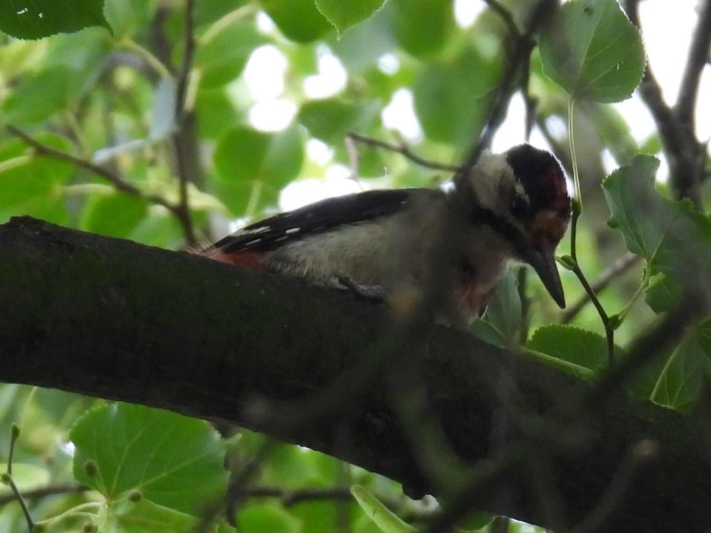 Syrian Woodpecker  - Kacper Mikulski