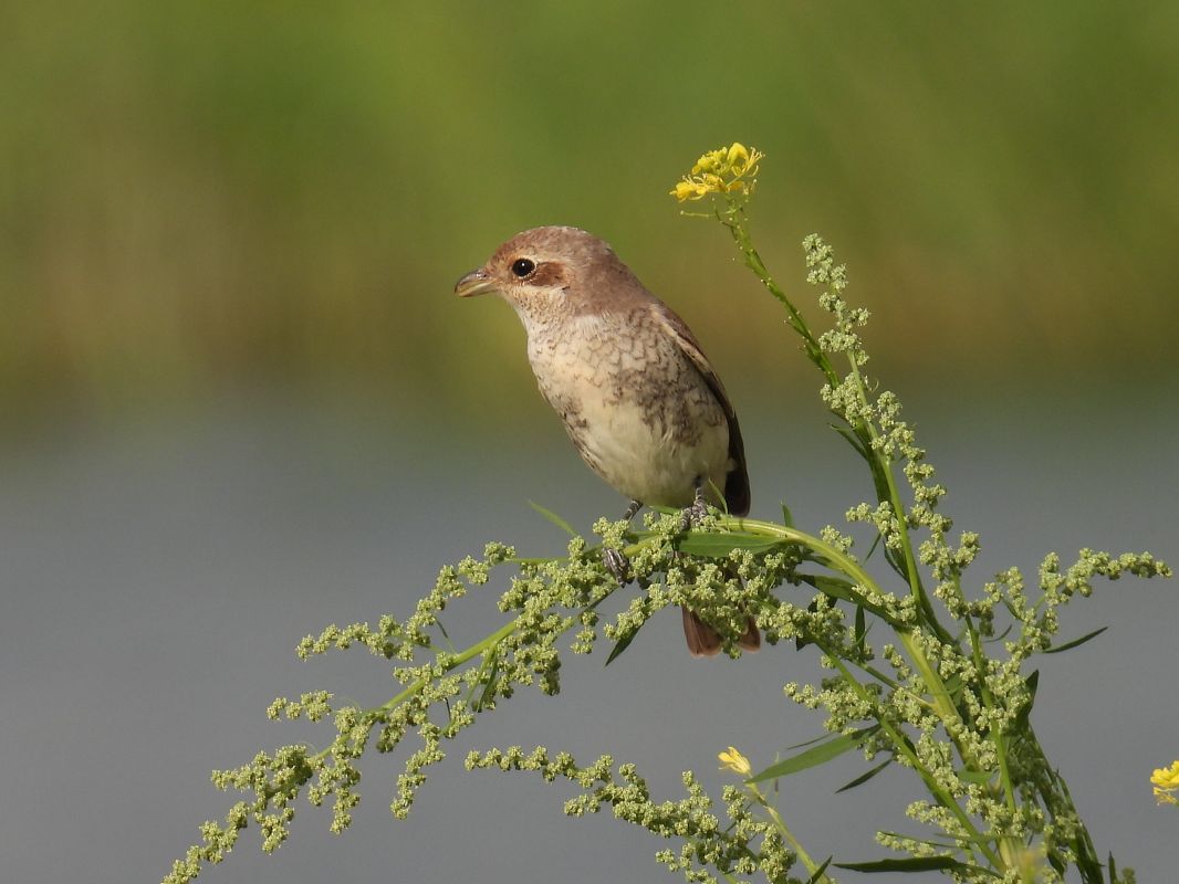 Red-backed Shrike  - Kacper Mikulski