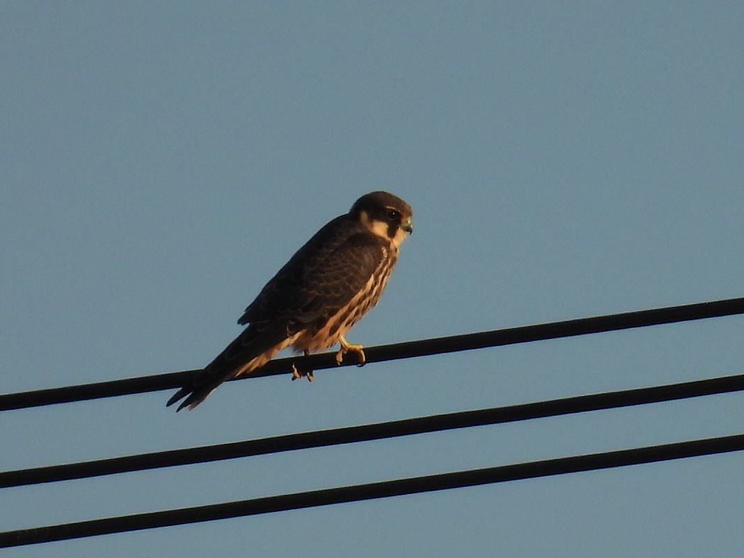 Eurasian Hobby  - Kacper Mikulski