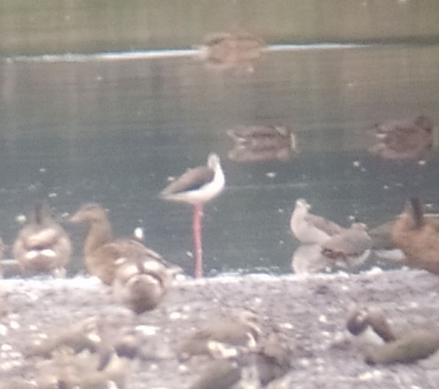 Black-winged Stilt  - Łukasz Matyjasiak
