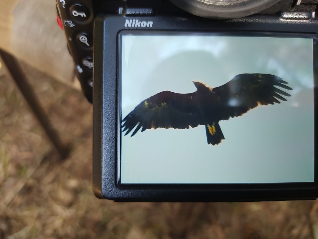 Greater Spotted Eagle  - Łukasz Matyjasiak