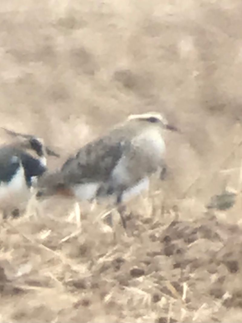 Sociable Lapwing  - Robert Wysocki