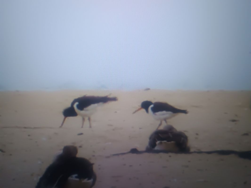 Eurasian Oystercatcher  - Piotr Janowicz