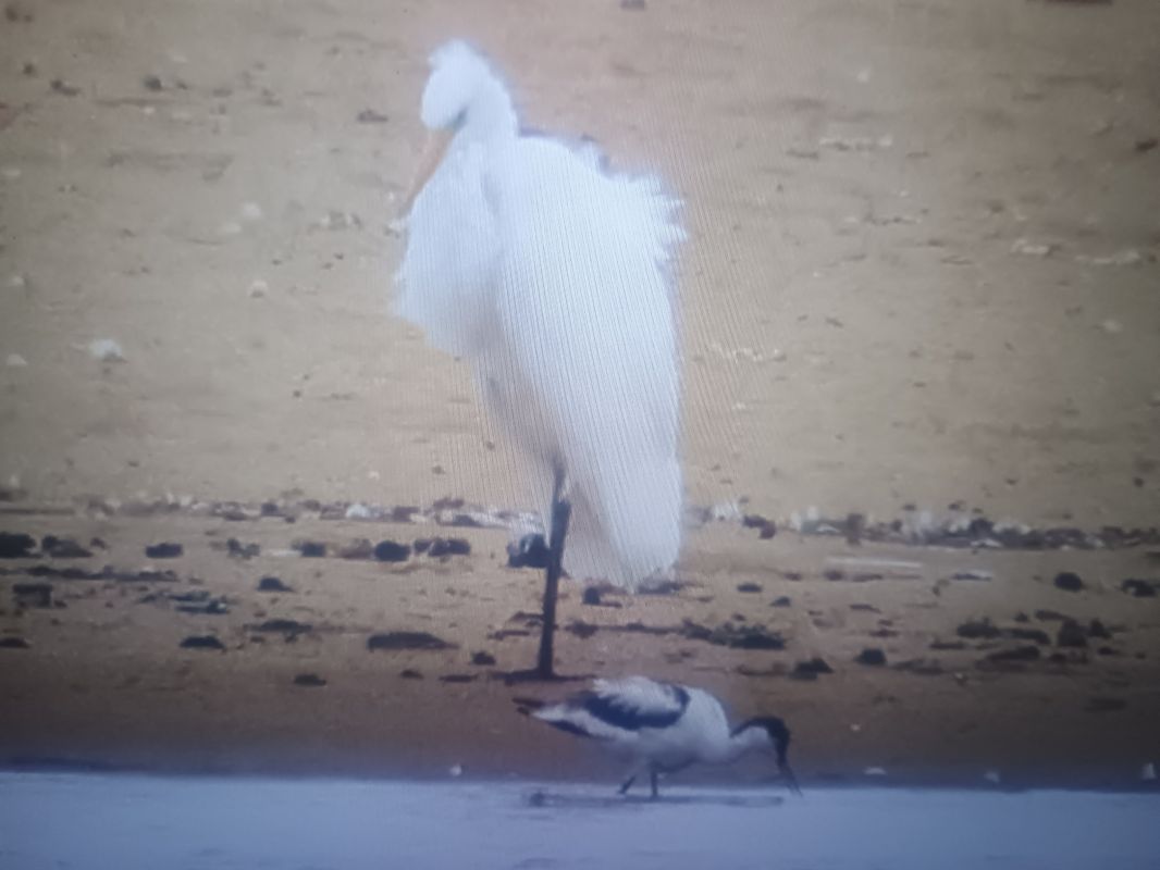 Avocette élégante  - Piotr Janowicz