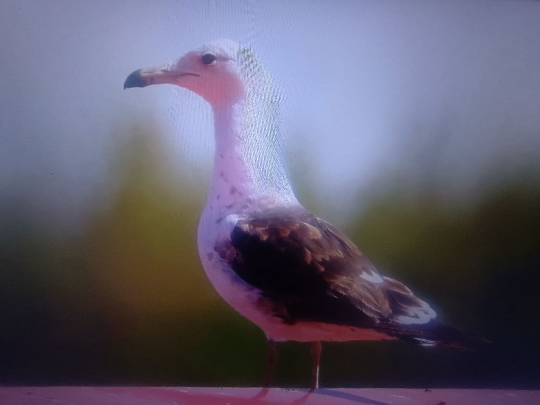 Heringsmöwe (ssp. fuscus)  - Piotr Janowicz