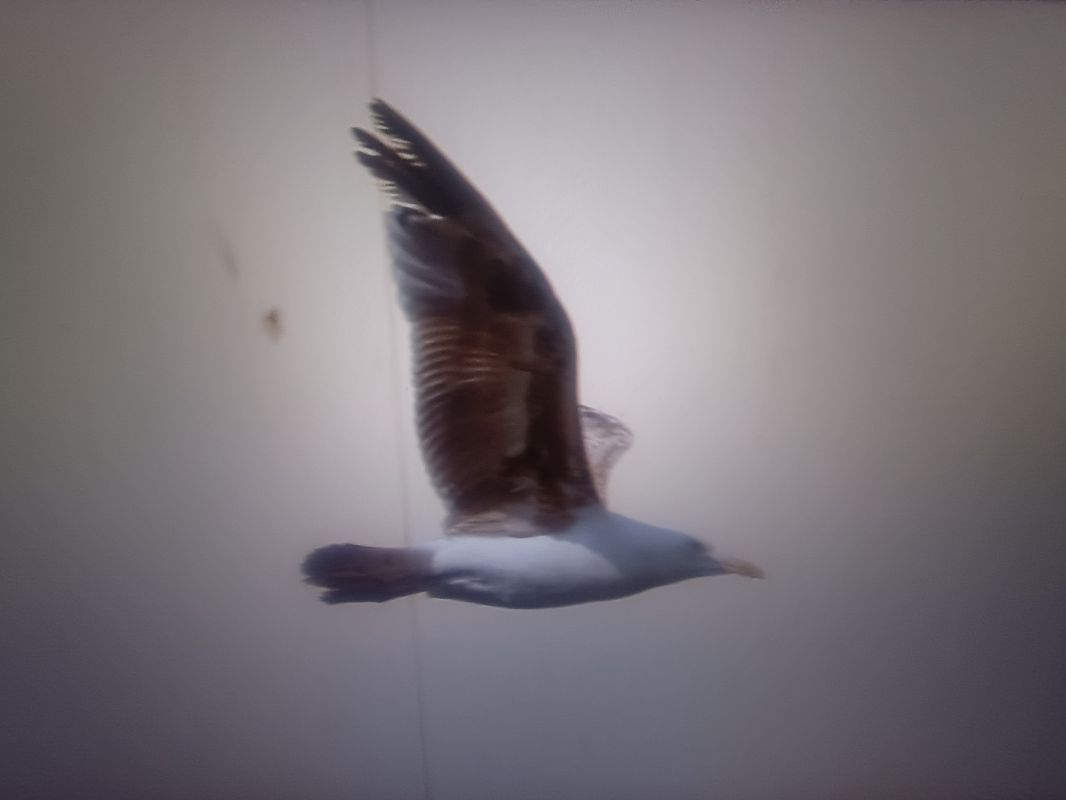 Baltic Gull  - Piotr Janowicz