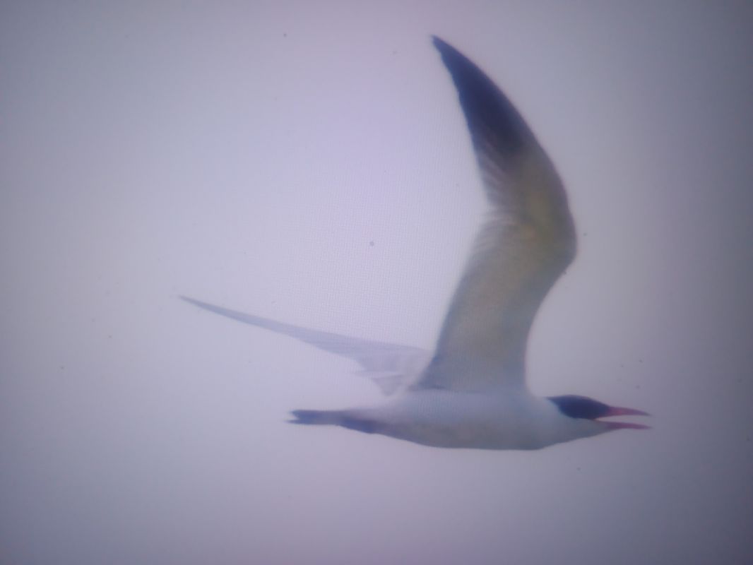 rybitwa wielkodzioba  - Piotr Janowicz