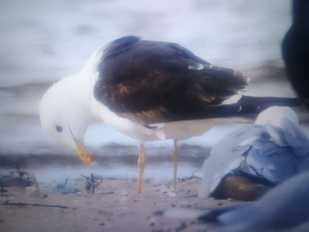 mewa żółtonoga (ssp. fuscus)  - Piotr Janowicz