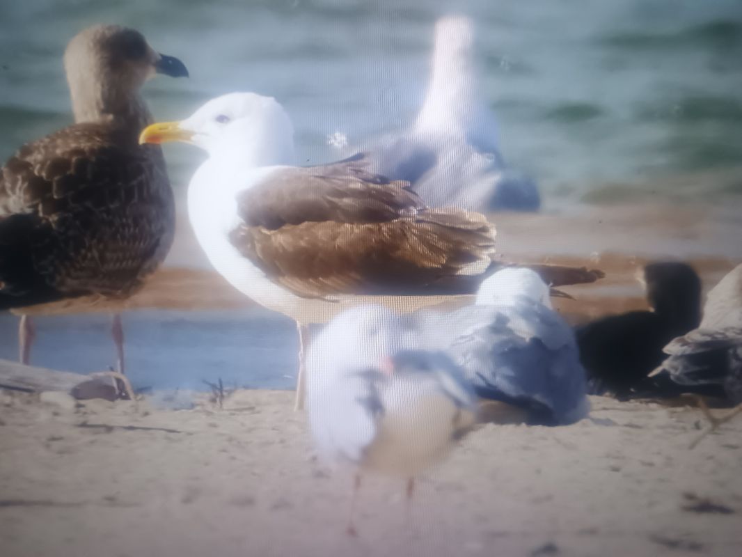 Baltic Gull  - Piotr Janowicz