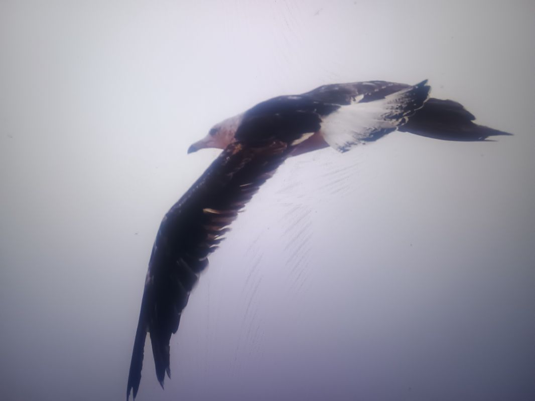 mewa żółtonoga (ssp. fuscus)  - Piotr Janowicz