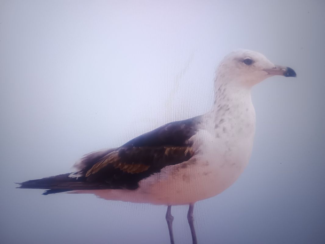 mewa żółtonoga (ssp. fuscus)  - Piotr Janowicz