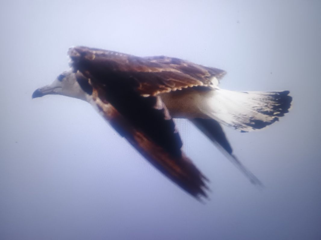 Baltic Gull  - Piotr Janowicz
