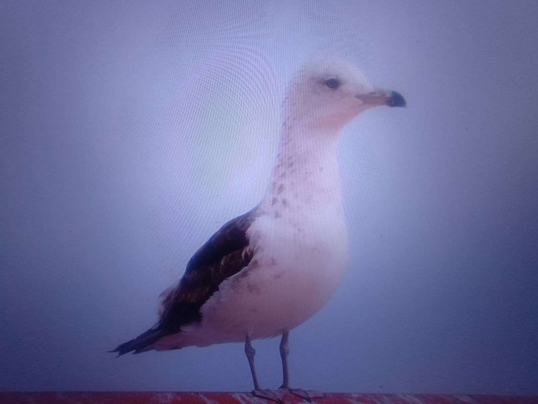 mewa żółtonoga (ssp. fuscus)  - Piotr Janowicz