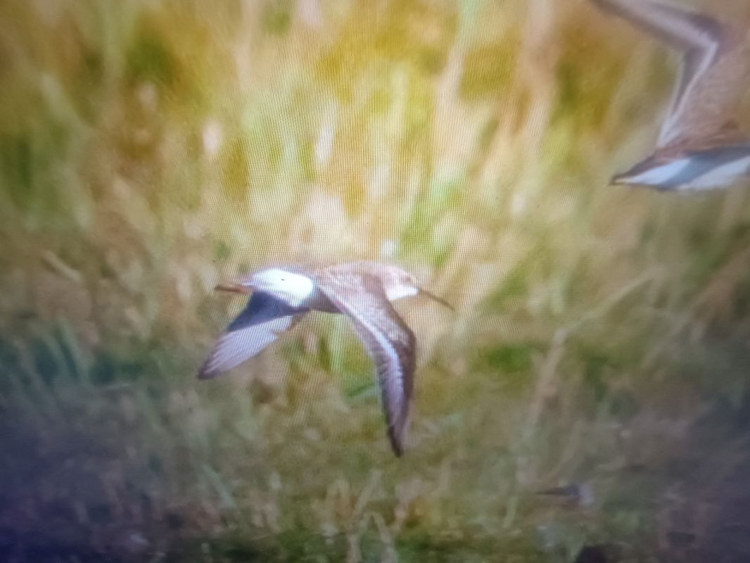 Curlew Sandpiper  - Piotr Janowicz