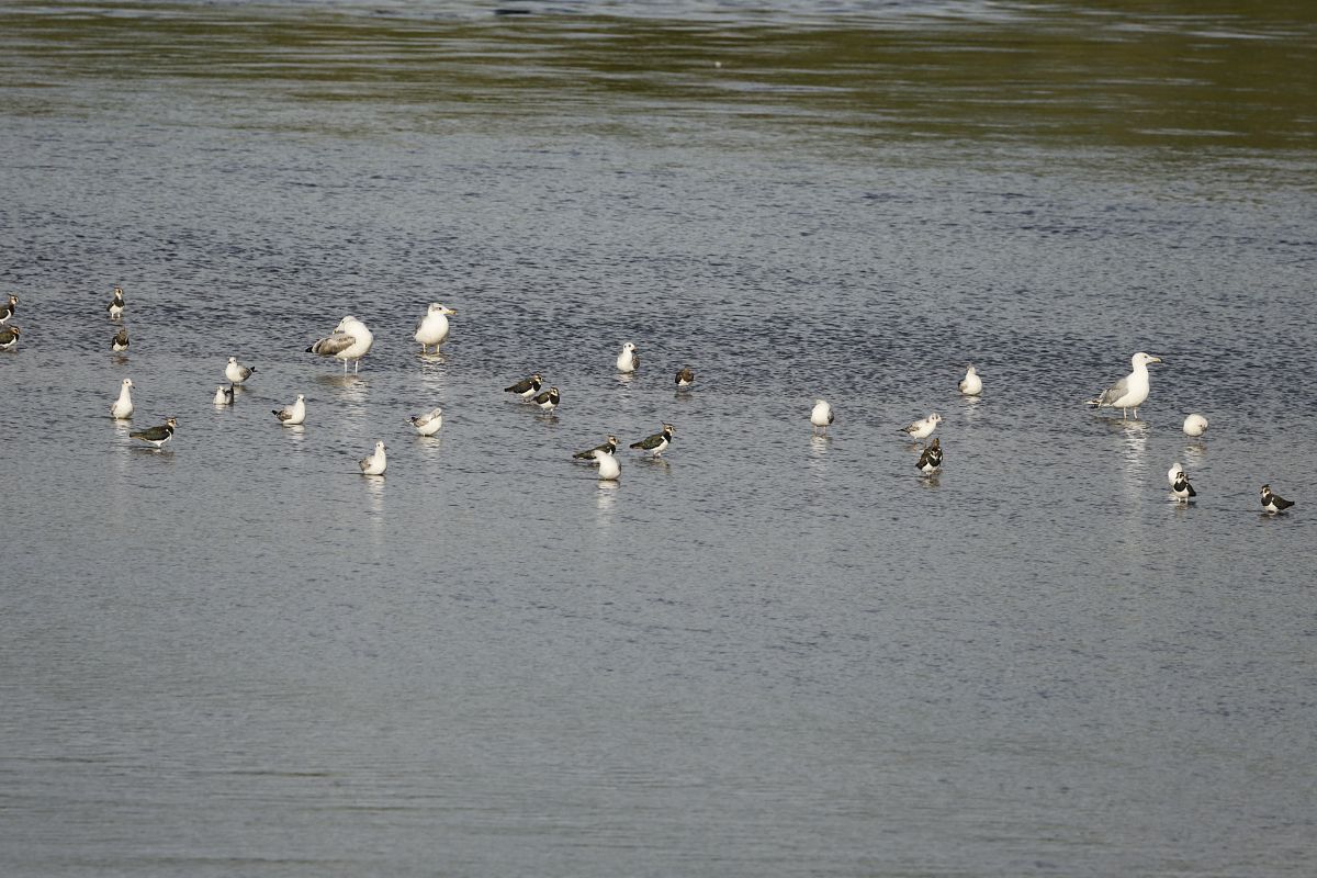 Pallas's Gull  - Piotr Janowicz