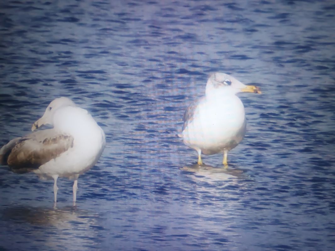 Pallas's Gull  - Piotr Janowicz