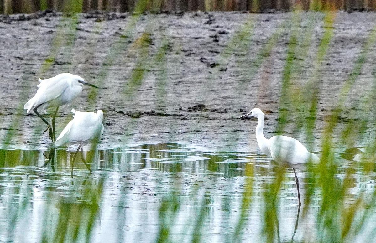 Aigrette garzette 