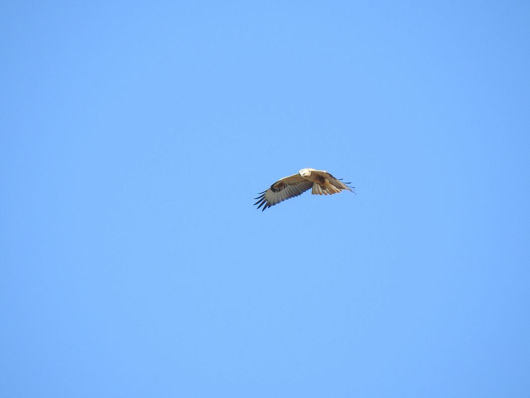 Long-legged Buzzard  - Patryk Ptak