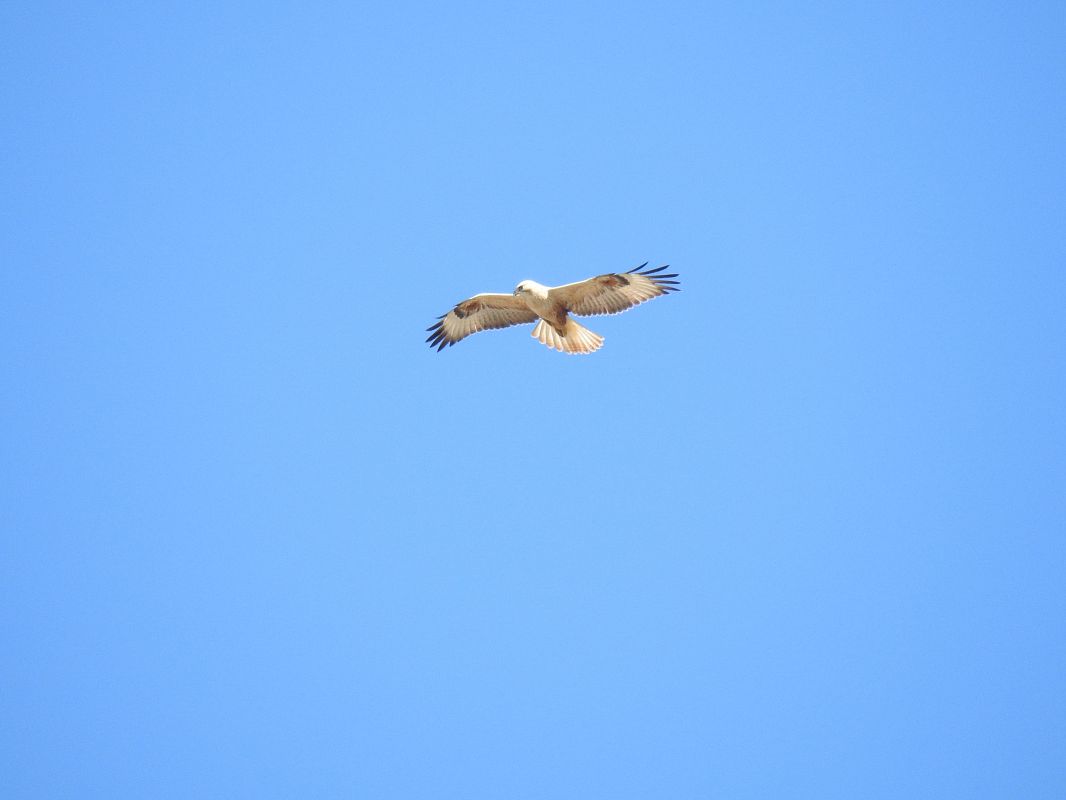 Long-legged Buzzard  - Patryk Ptak
