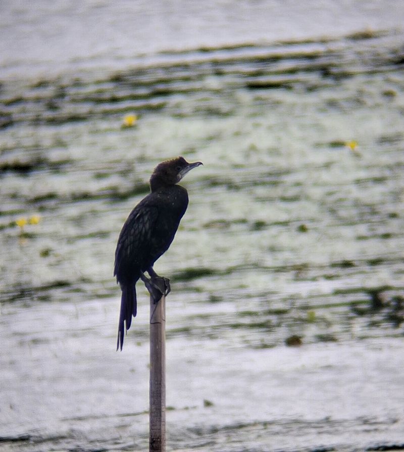 kormoran mały  - Wojciech Siuda
