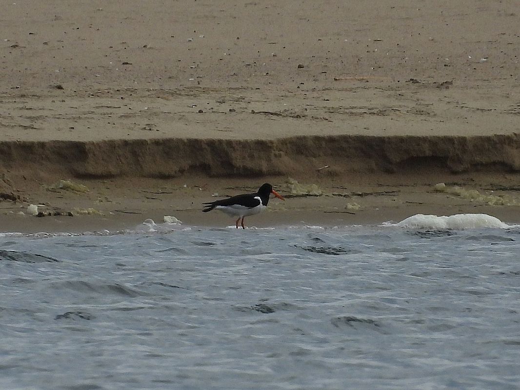 Eurasian Oystercatcher  - Marek Krawczyk