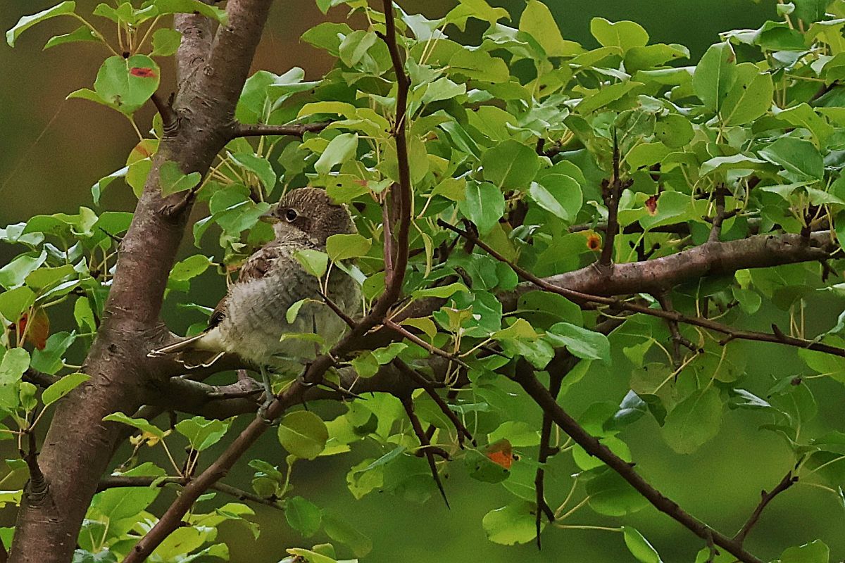 Red-backed Shrike  - Krzysztof Czajowski