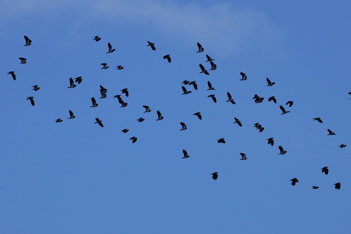Northern Lapwing  - Krzysztof Czajowski