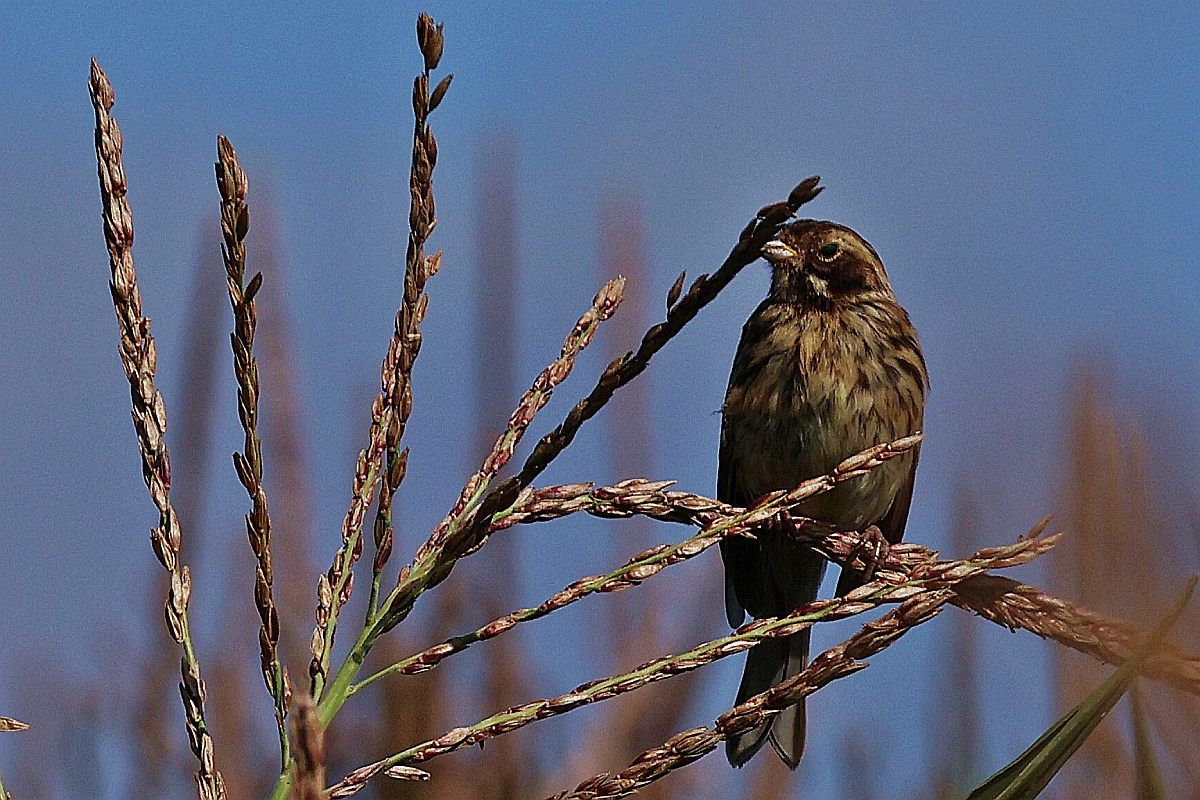Common Reed Bunting  - Krzysztof Czajowski