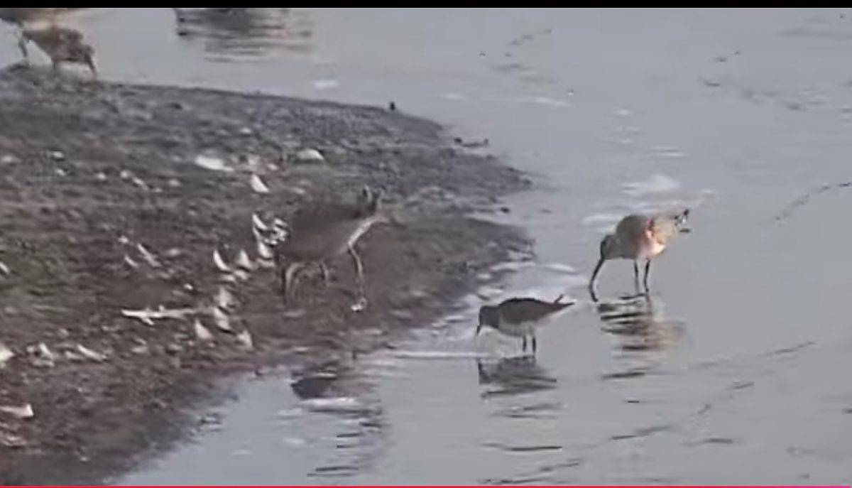 Curlew Sandpiper  - Romuald Mikusek