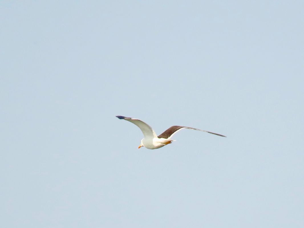 Heringsmöwe (ssp. fuscus) 