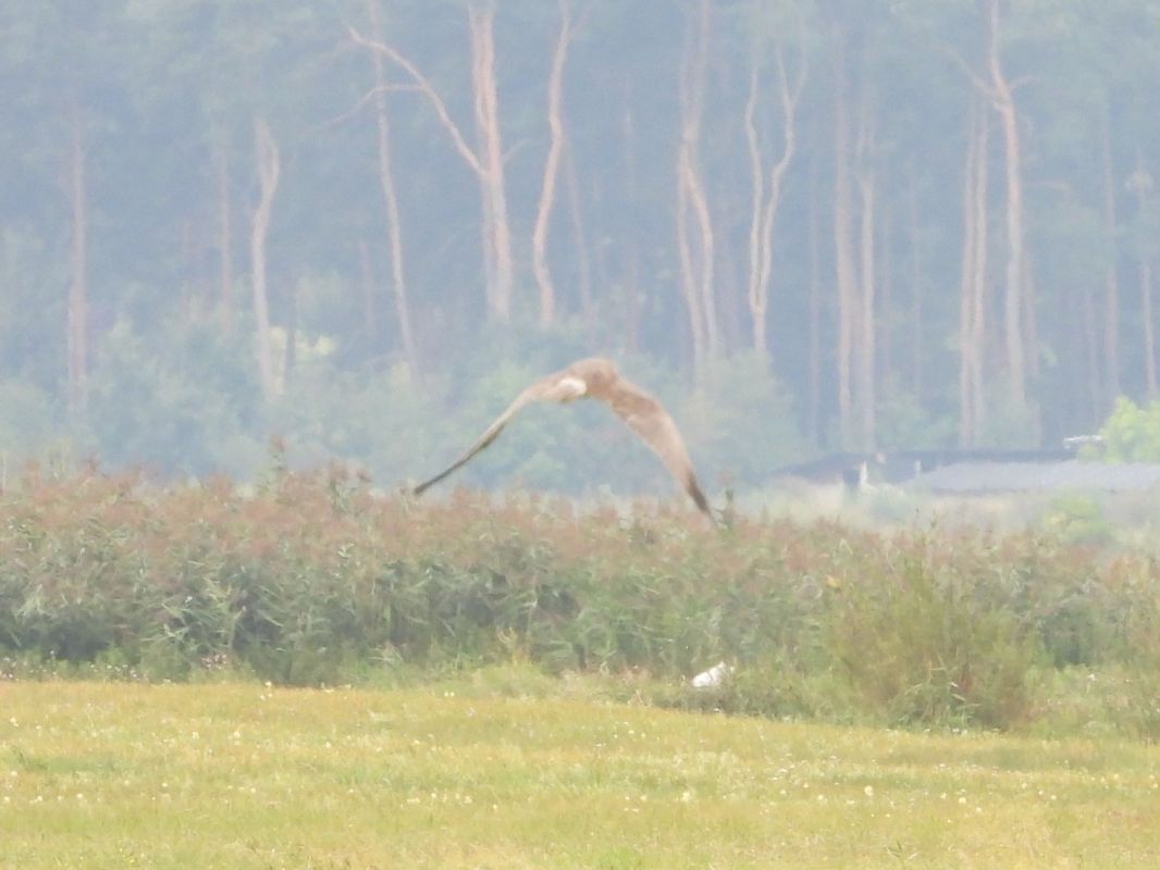 Pallid Harrier  - Mirosław Nowicki
