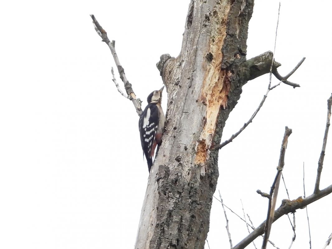 Hybrid Great Spotted x Syrian Woodpecker  - Mirosław Nowicki